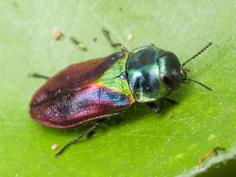 Anthaxia bicolor bicolor Falderman, 1835